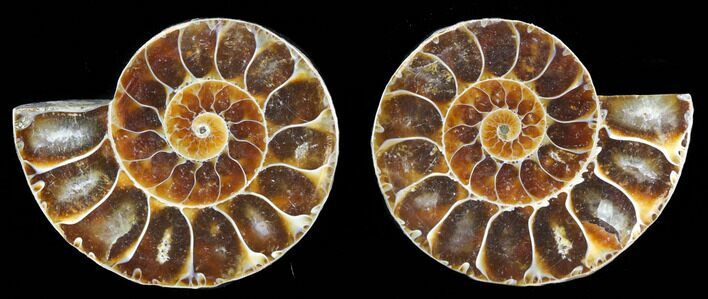 Small Desmoceras Ammonite Pair - #40570
